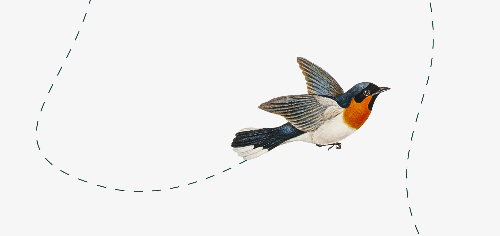 Illustration med flygande fågel.